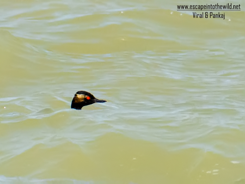 Black-necked Grebe/Eared Grebe